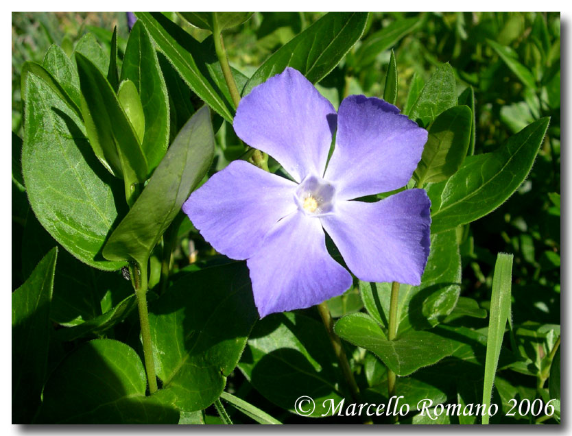 Vinca major & minor / Pervinca maggiore e minore